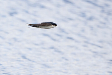 Common house martin in flight catching insects above water (Delichon urbicum)