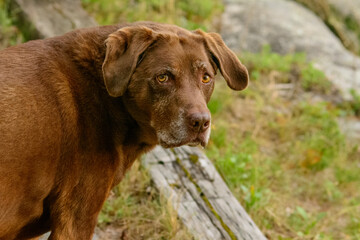 CHOCOLATE LAB HEAD 