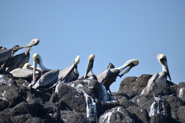 Grupo de pelícanos sobre roca