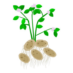 Potatoes isolated on white background. Potatoes plant with flowers, leaves, stem, roots and fruit. Useful vegetable. Vegetarian food ingredient. Agriculture plant. Natural product. Vector illustration