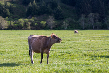 Domestic cow on the grass meadow in summer