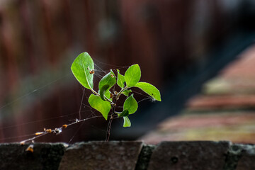 Sprout growing in the ground