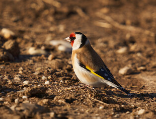 Goldfinch on the ground