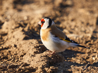 Goldfinch on the ground