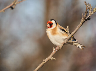 Goldfinch on a branch