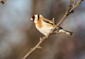 Goldfinch on a branch