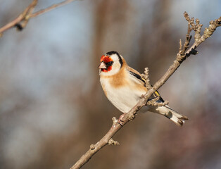 Goldfinch on a branch