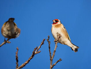 Goldfinch on a branch