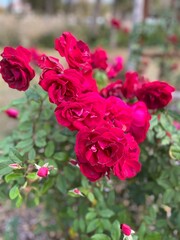 roses in garden