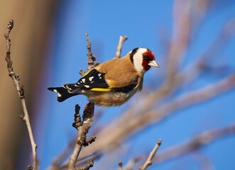 Goldfinch on a branch