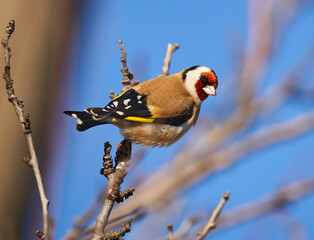 Goldfinch on a branch