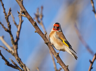 Goldfinch on a branch
