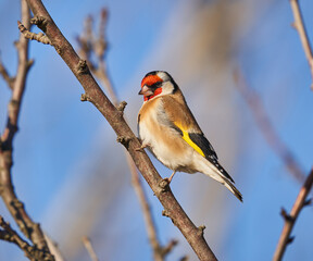 Goldfinch on a branch