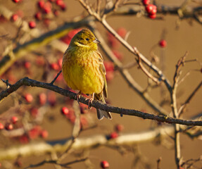 Yellowhammer on a hawthorn bush