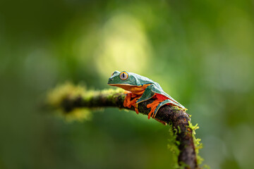 Cruziohyla calcarifer, the splendid leaf frog or splendid treefrog, is a tree frog of the family Phyllomedusidae described in 1902 by George Albert Boulenger. Very beautiful frog, curious.