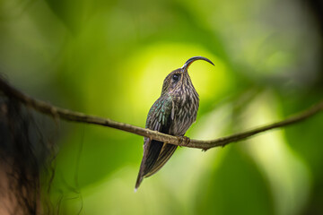 This streaky hummingbird has a remarkably decurved bill like a Velociraptor claw. The bill shape alone distinguishes it from all hummingbirds except the very similar Buff-tailed Sicklebill.