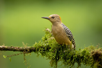 Hoffmann's woodpecker (Melanerpes hoffmannii) is a resident breeding bird from southern Honduras south to Costa Rica. It is a common species on the Pacific slopes, locally as high as 2,150 m.