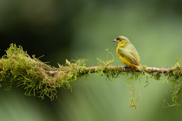 Olive-backed Euphonia - Very small finch of humid evergreen forest and edge in tropical lowlands. Usually in pairs, which associate loosely with other euphonias.