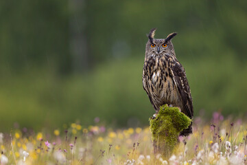 The Eurasian eagle-owl (Bubo bubo) is a species of eagle-owl that resides in much of Eurasia. It is...