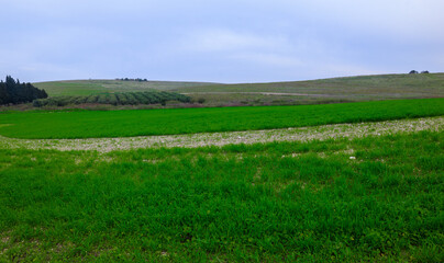 Green grass landscape with trees