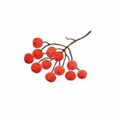 Rowan branch, ashberry
isolated on white, watercolor
 