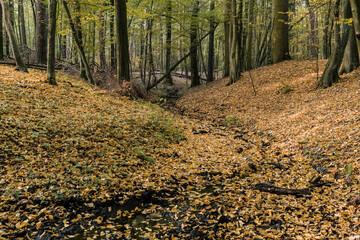 Parów w lesie grądowym. Rezerwat Grądy nad Moszczenicą, jesień