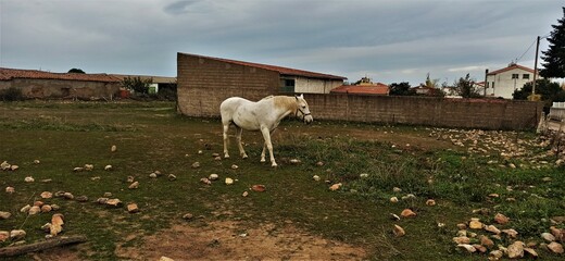 hermoso caballo blanco en su granja en España