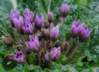 Mandragora autumnalis, known as mandrake or autumn mandrake, is recognized by some sources as a separate species from Mandragora officinarum, although with different circumscriptions