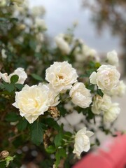 Obraz premium white rose bush