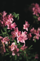 pink flowers in the garden