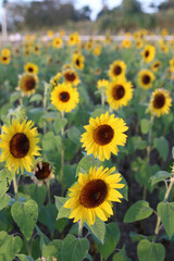 Obraz premium Sunflowers