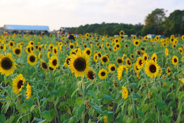 Obraz premium Sunflowers