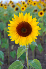 Fototapeta premium Sunflower