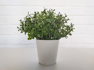 Fototapeta premium Small green plant in pot in interior