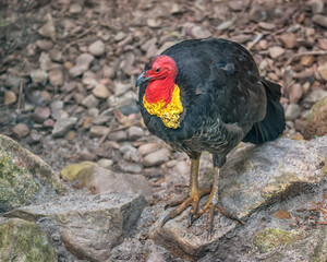 The Australian brushturkey or Australian brush-turkey or gweela, Alectura lathami, the scrub turkey or bush turkey
