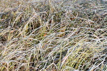 Frosty winter morning macro. Cold weather background concept. Frozen grass on the fields 