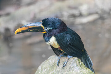Aracari, a medium-sized tucan with bright plumage and enormous bill