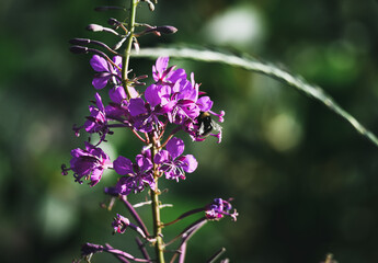 butterfly on thistle