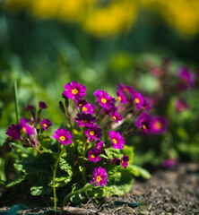 flowers in the garden