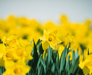 yellow daffodils in spring