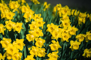 Obraz premium yellow flowers in spring