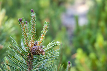 Spring growth of pine. Pine cones at an early stage of development.