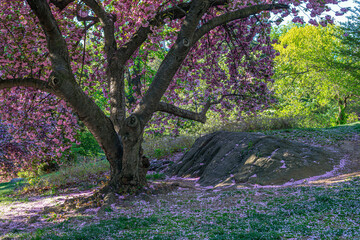 Central Park in spring