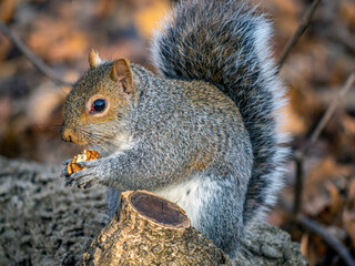  Eastern gray squirrel ,Sciurus carolinensis,
