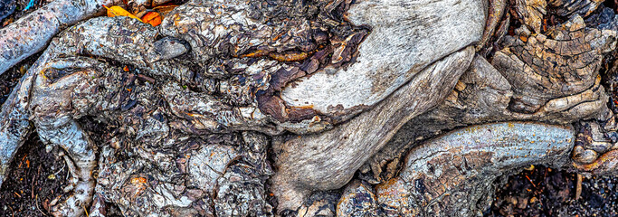 Autumn leaves in forest