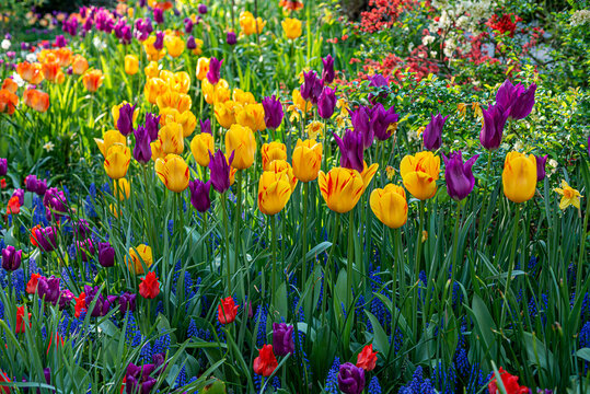 Tulips in Central Park, New Yrk City