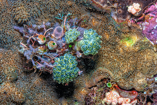  tunicate is a marine invertebrate animal,