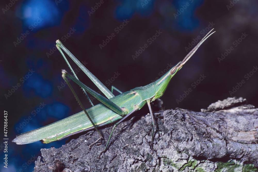 Wall mural cone-headed grasshopper