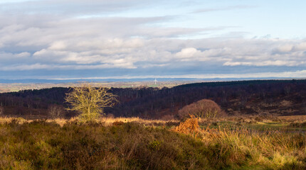 autumn landscape with forest
