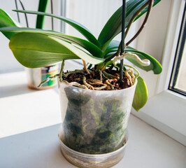 Close-up of the roots and leaves of the phalaenopsis orchid in a flower pot on the windowsill in the house. - obrazy, fototapety, plakaty